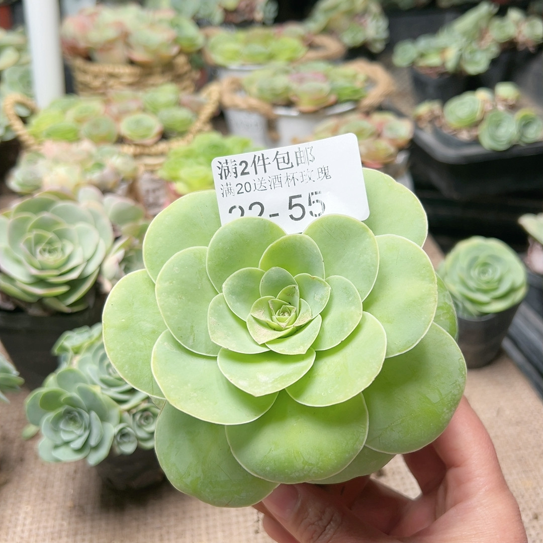 55鸡蛋,鲜花速递/花卉仿真/绿植园艺,多肉植物,淘宝优惠券,粉丝福利购,淘宝优惠卷