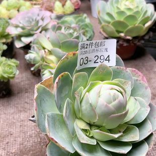 294大爷罗桃子