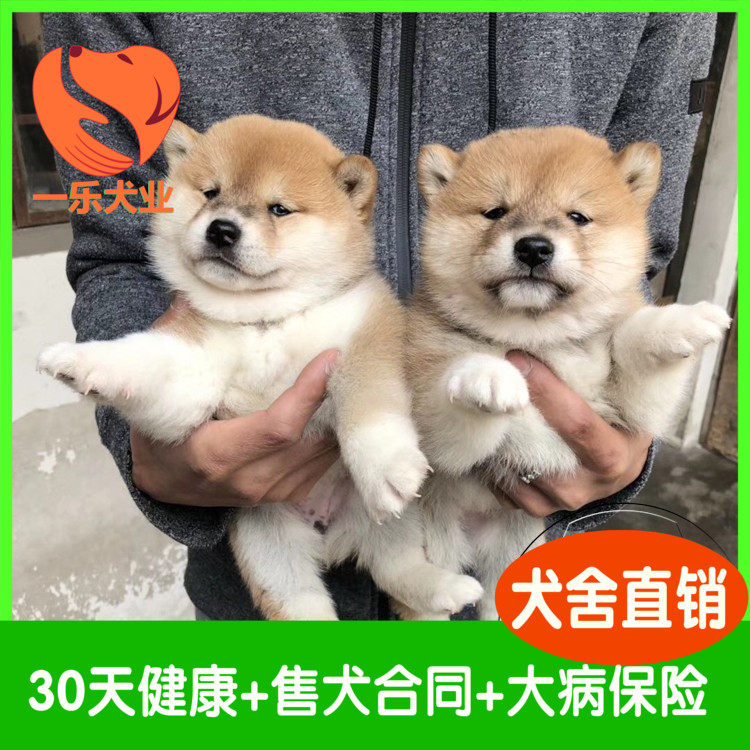 日本柴犬幼犬秋田活体纯种宠物狗狗赤黄黑白色小体型豆柴上海犬舍