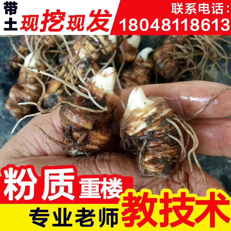 名贵中药材种苗重楼苗种籽地栽盆栽七叶一枝花苗种子中草药种植苗
