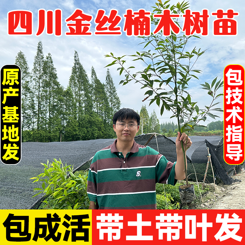 四川金丝楠木树苗正宗小叶桢楠赤楠盆栽地栽庭院名贵树苗南方种植