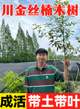 四川金丝楠木树苗正宗小叶桢楠赤楠盆栽地栽庭院名贵树苗南方种植