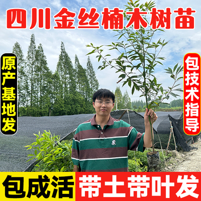 四川金丝楠木树苗产地发名贵树苗