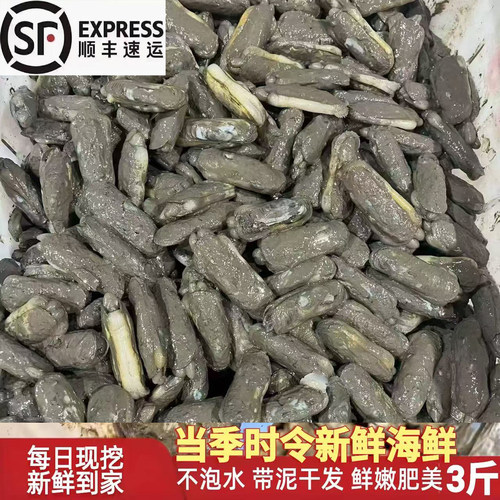 福建鲜活老蛏不泡水现捞现发
