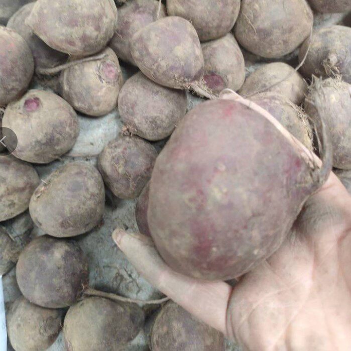 新挖现发 产地发货 新鲜甜菜根 甜菜头2500克 19.8元包邮 颜色红