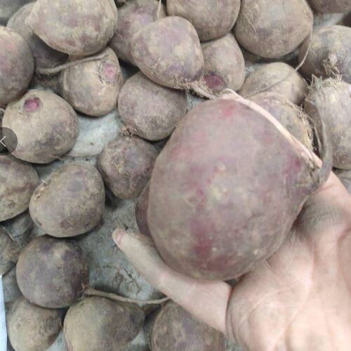 新挖现发 产地发货 新鲜甜菜根 甜菜头2500克 19.8元包邮 颜色红