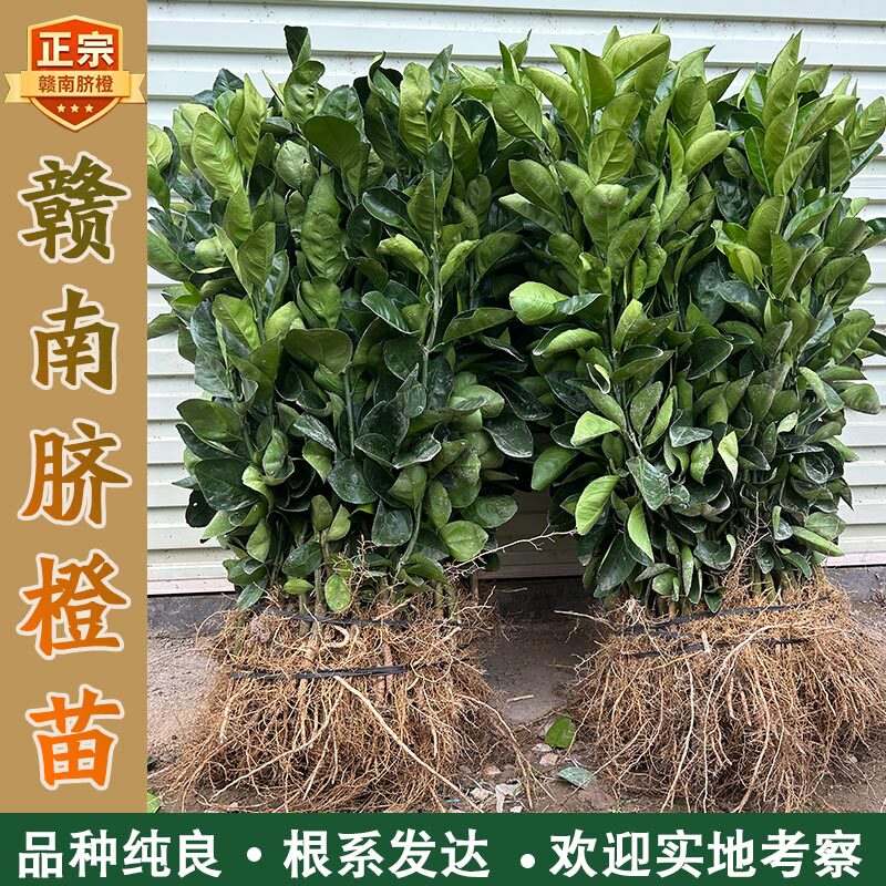 正宗赣南脐橙苗100颗200颗300颗江西橙子果树苗产基地现挖脐橙苗