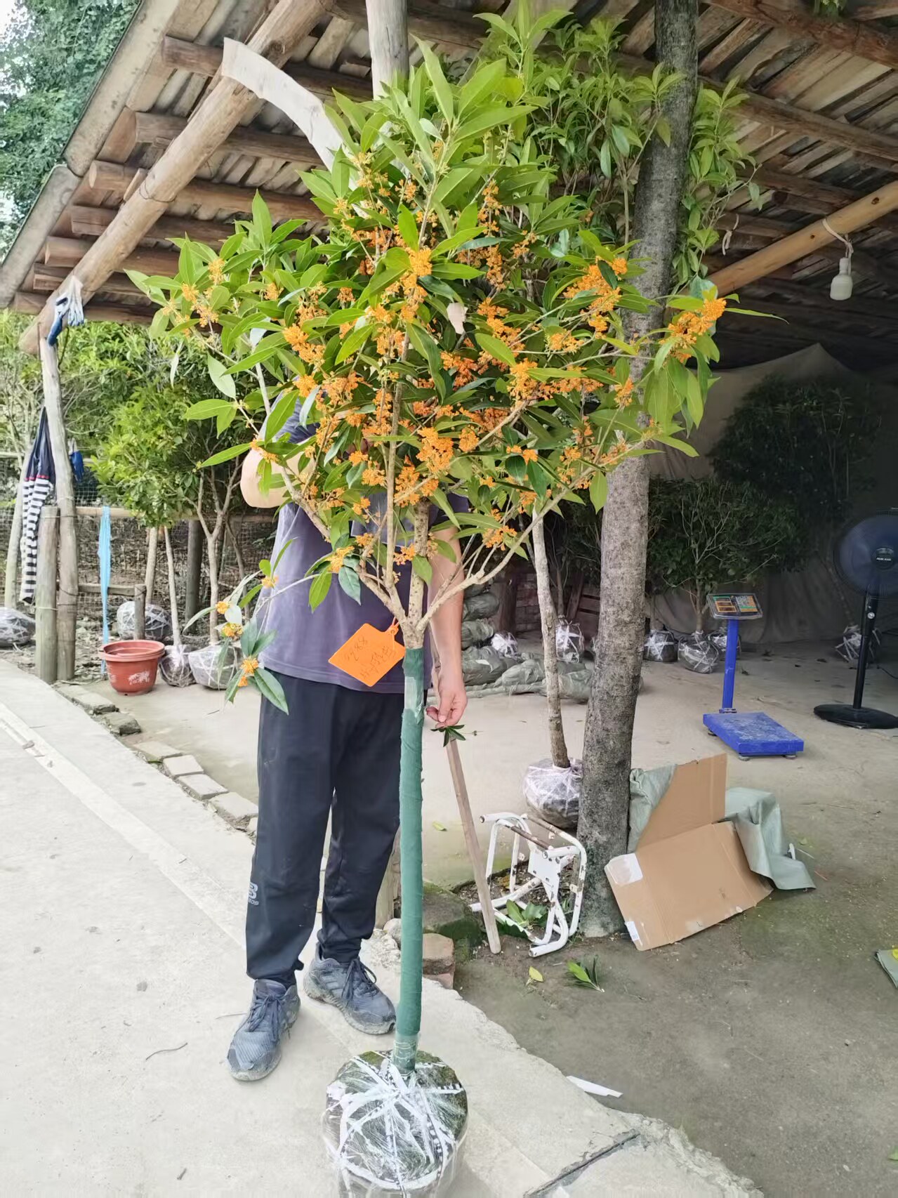 耐寒浓香型桂花树一物一拍金桂丹桂四季桂庭院四季常绿顺丰包邮