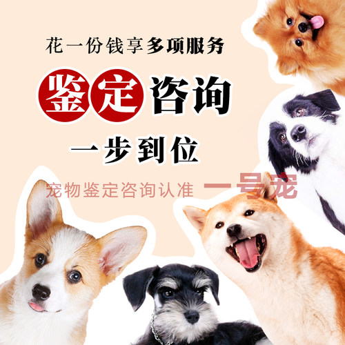 猫咪狗狗鉴定品相选宠估价