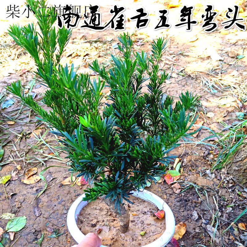 罗汉松树苗 南通雀舌罗汉松小苗 四季常青小米叶黑珍珠罗汉松盆栽