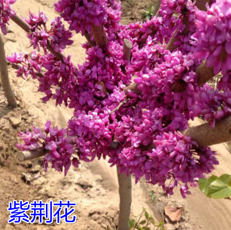 树苗庭院别墅四季耐寒绿化紫荆花