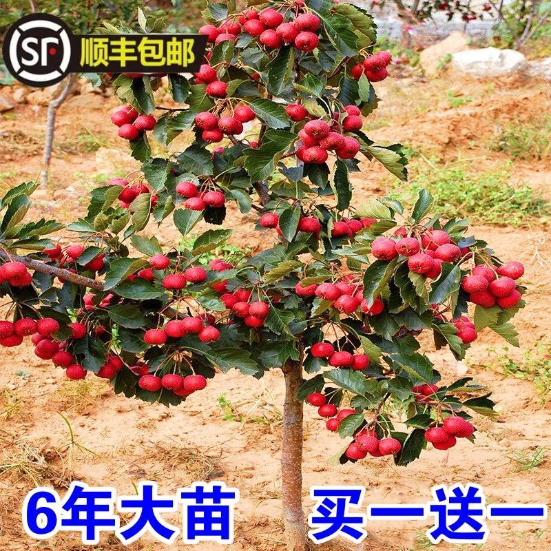 山楂树活苗大五棱甜红子山楂苗南方北方种植盆栽地栽山楂嫁接果苗