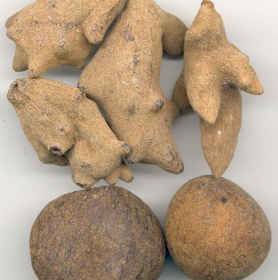 中药材野生五倍子100g 百虫仓角倍肚倍蛇床子五倍子粉贝子百虫仓