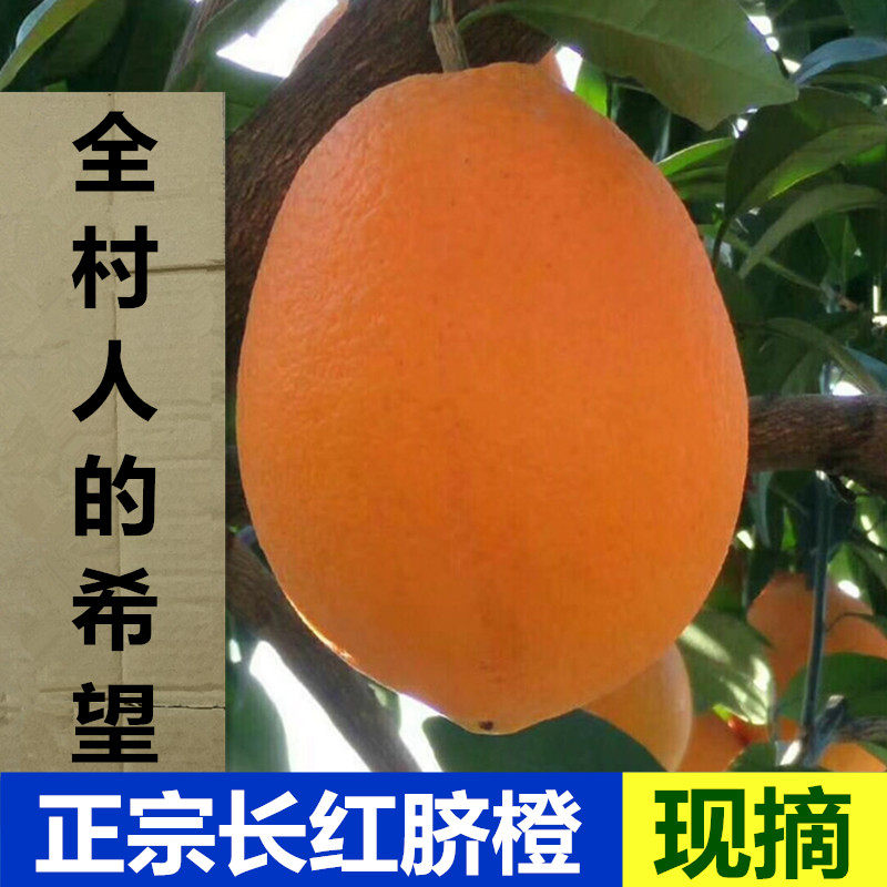 湖北秭归长红脐橙10斤纯甜爆汁皮薄大橙子手剥天然优质水果非赣州