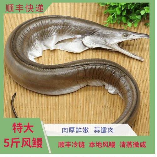 宁波特产舟山内港特大风鳗鱼微咸风鳗筒咸鱼当季渔民新晒78斤一条
