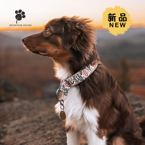 山野犬 荒漠狼 狗项圈半P链中大小型犬牵引绳金毛拉布拉多边牧