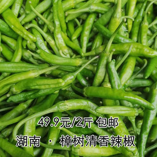 樟树软香辣椒 湖南新鲜薄皮小辣椒 软糯富硒虎皮 港椒 自种现摘
