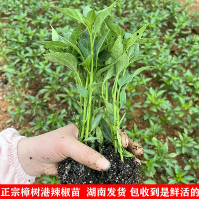 正宗樟树港辣椒苗 湖南辣椒 穴盘苗辣椒秧 湘阴特产 产地直发25颗