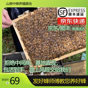 土蜜蜂优质中华蜜蜂中蜂蜂群带王带子脾阿坝蜂王蜂群养殖带箱包活