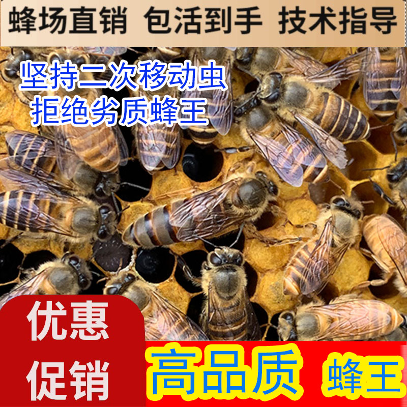 活体高产红环本地阿坝中蜂蜂王