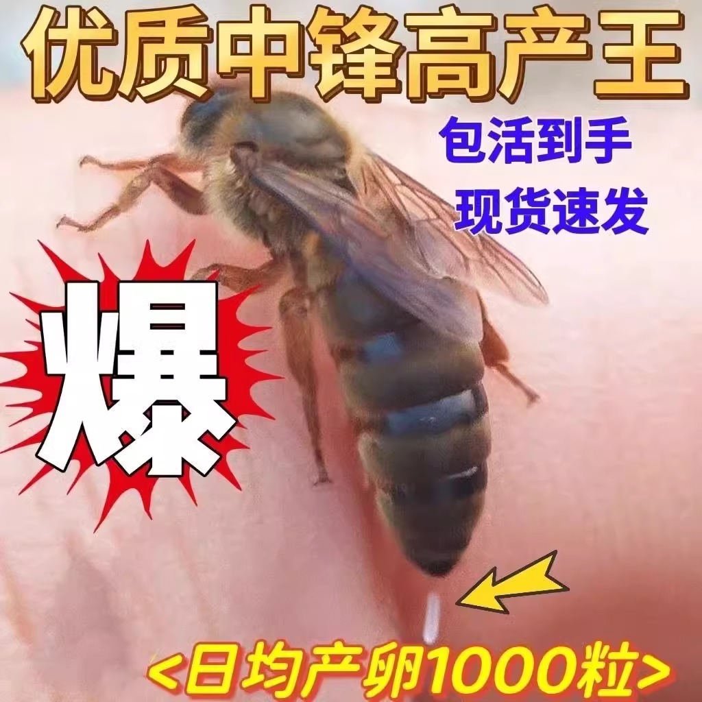 中蜂蜂王种王产卵王广西土蜂交尾包活优质蜜蜂群活体阿坝新开产王 农用物资 授粉蜂 原图主图