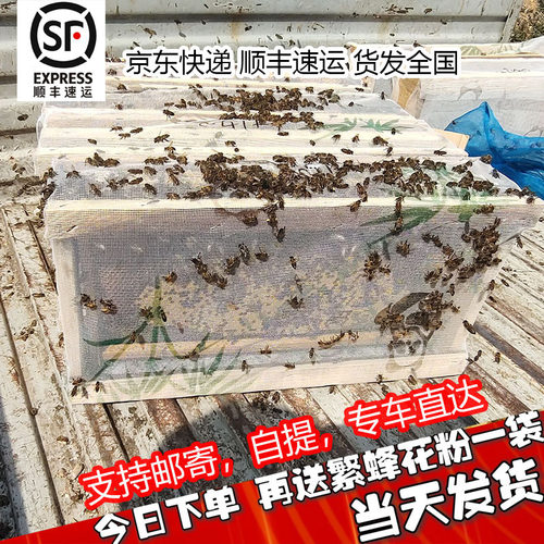 蜜蜂活体中蜂双色王中蜂带王带子脾带蜂箱阿坝中蜂蜂群阿坝中蜂 - 封面