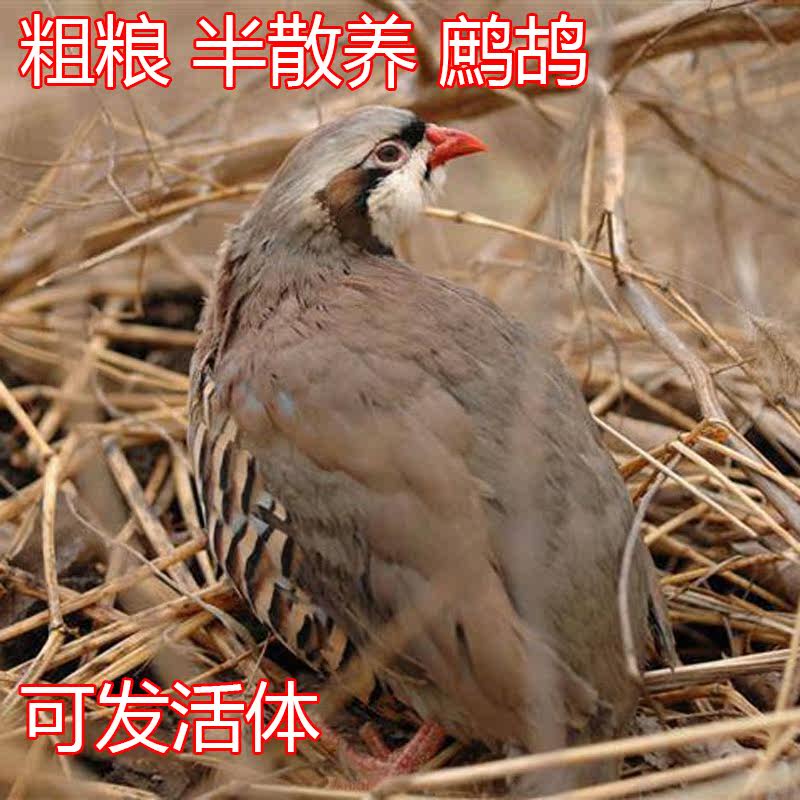 石鸡鹧鸪鸟嘎嘎鸡呱呱鸡竹鸡成年活体快递发货到家产蛋包活送技术|msdalam kategori haiwan peliharaan/makanan haiwan dan bekalan, Burung dan bekalan, burung - dari Buy2taobao.com untuk memberikan perkhidmatan ejen Taobao profesional membeli