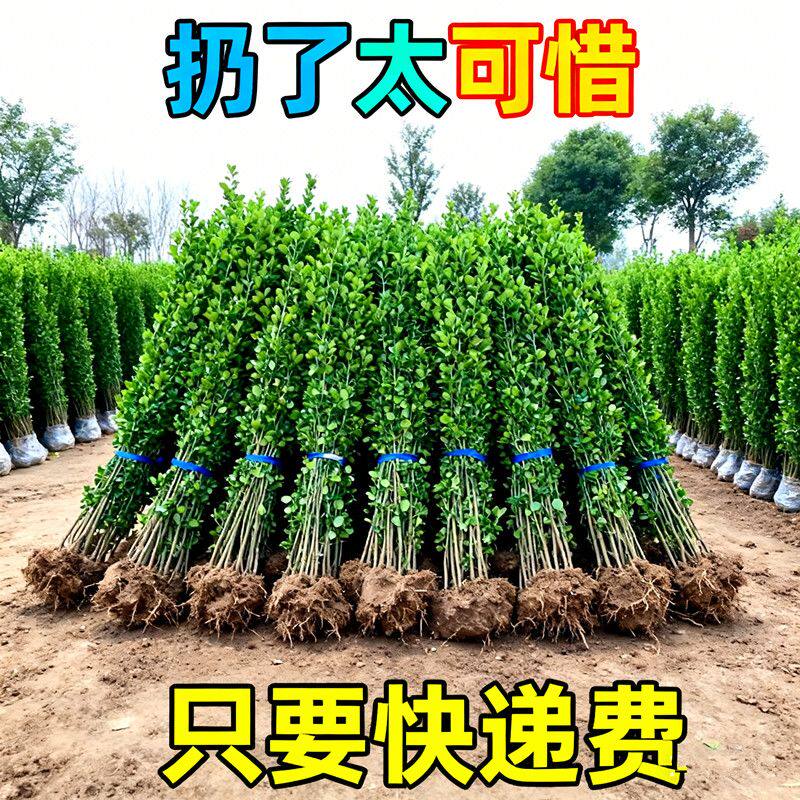 北海道黄杨绿篱围墙篱笆墙大叶黄大型绿植/成品组合盆