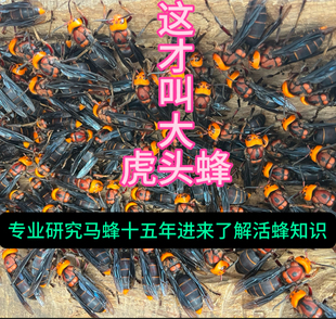 云南大马蜂泡3年虎头蜂酒100%活蜂红娘大土蜂泡酒1斤装刘定茂店