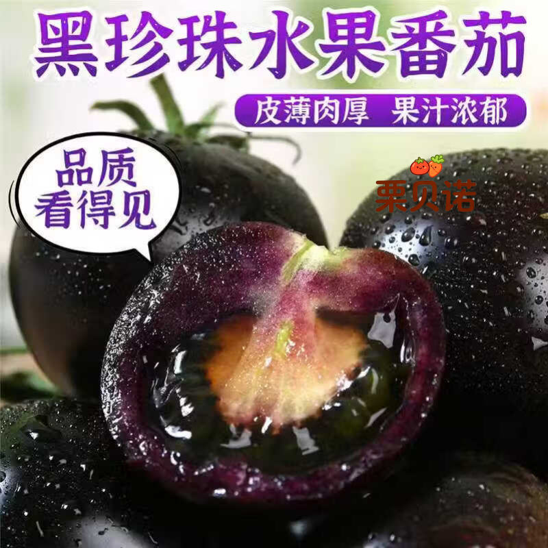 栗贝诺山东寿光黑色小番茄即食黑珍珠圣女果脆嫩爆汁紫色水果现摘