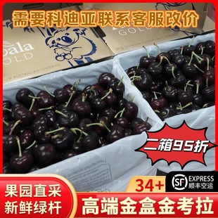 三天发货澳洲金考拉科迪亚车厘子新西兰樱桃4j5j澳大利亚新鲜顺丰