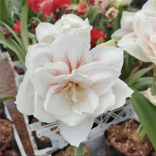 仙女妮芙荷兰朱顶红2021花好月圆重瓣朱顶红大球进口植物舞后室内