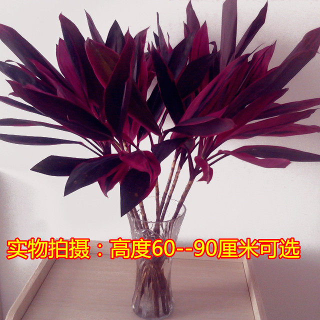 富贵竹紫色富贵竹室内吸甲醛