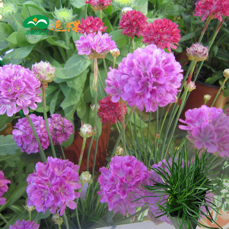 基地直发 海石竹花苗 小苗四季种开花秋季多年生盆栽阳台庭院植物