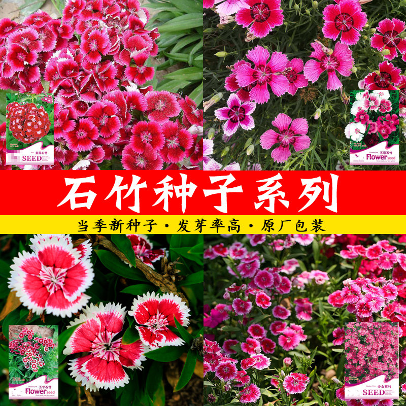 五彩五寸常夏少女石竹五彩庭院盆栽四季耐寒易种活石竹花种籽子孑