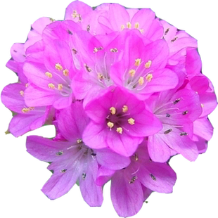 基地直发 海石竹花苗 小苗四季种开花秋季多年生盆栽阳台庭院植物