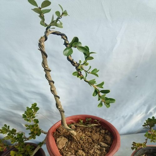 文人瓜子黄杨 造型黄杨盆景桌办公室内观叶绿植净化空气好养盆景