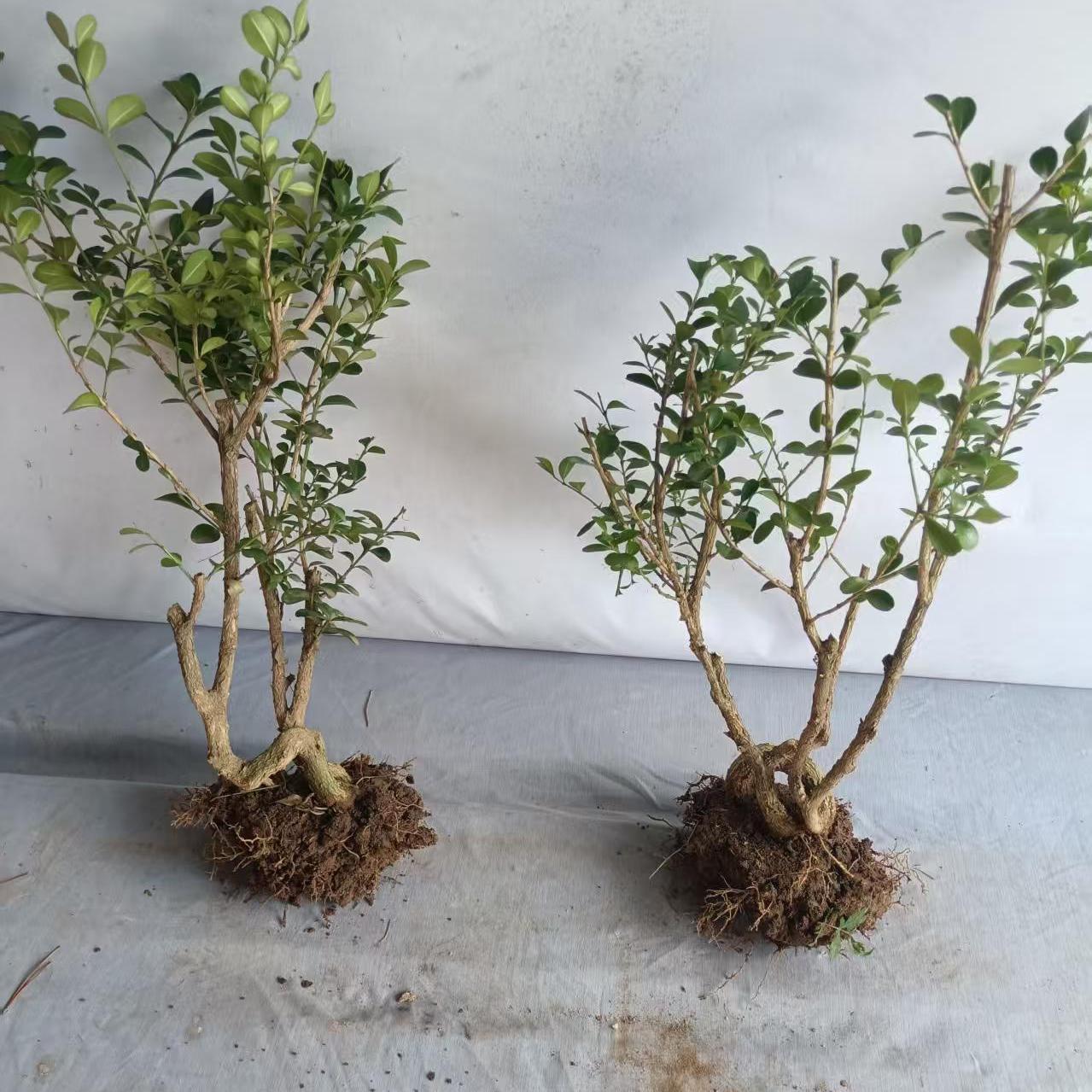 瓜子黄杨盆景四季常青书桌办公室内观叶绿植净化空气好养盆景