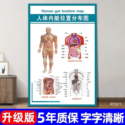 内脏位置分布宣传海报解刨图医院