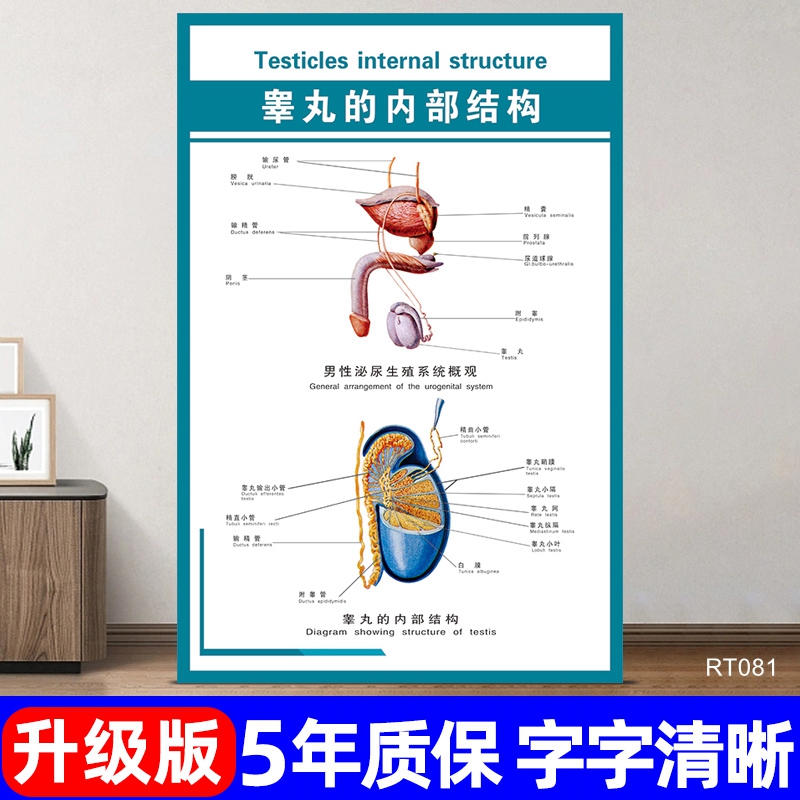 膀胱前列腺及精囊腺宣传海报医院