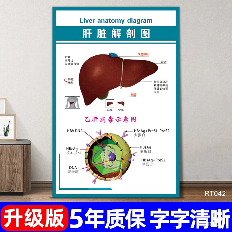 肝脏解剖图挂画医院各个器官内脏位置分布图挂图手术室解剖宣传画