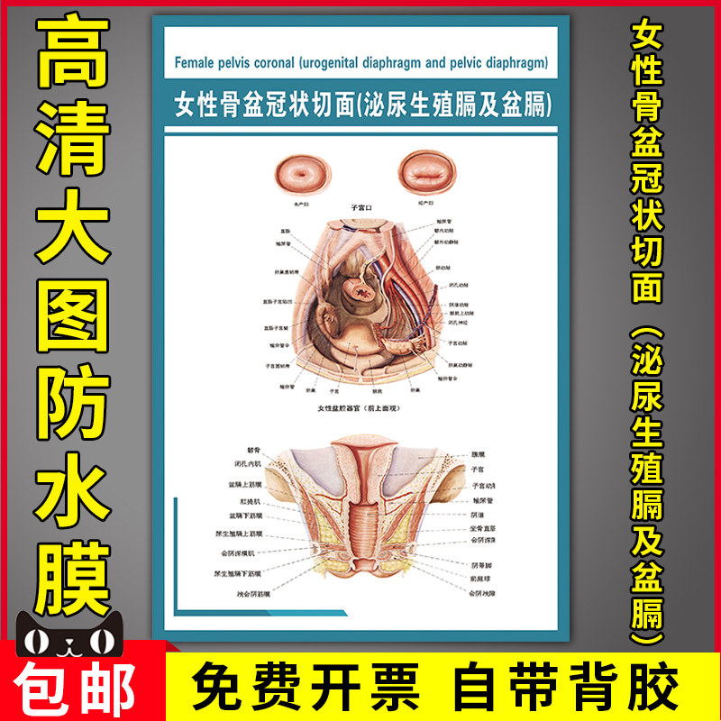 女性骨盆冠状切面泌尿生殖膈盆膈医院人体解剖知识宣传墙贴海报画