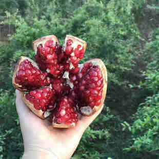 水果 薄皮软籽 大甜石榴 密云山区 现摘 应季 多汁 2枚 新鲜石榴