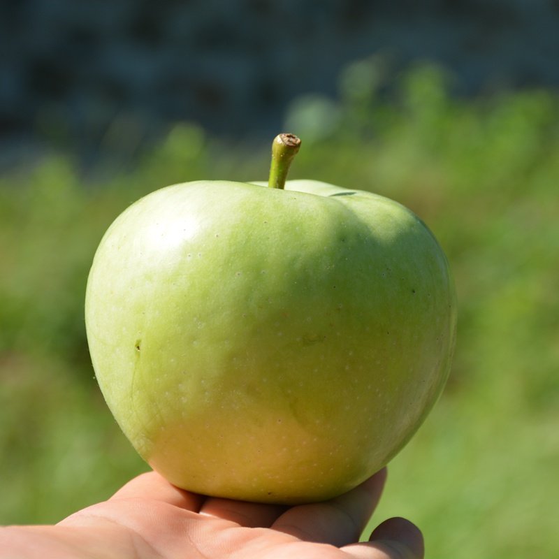 密云农家新鲜青苹果 伏苹果 孕妇宝宝水果酸甜多汁 脆嫩爽口 500g