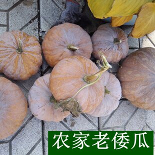 密云农家老倭瓜 老窝瓜 适合熬粥 老人代餐  1个随机
