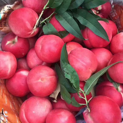 密云农家油桃 个小味浓 脆甜爽口 桃香四溢新鲜宝宝孕妇水果 500g