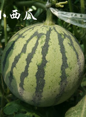 密云农家沙甜薄皮小西瓜 新鲜水果 甜脆爽口 宝宝孕妇水果 1.5斤