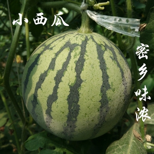 密云农家种植沙甜小西瓜 新鲜水果 薄皮多汁 夏天爽口 3斤左右1个