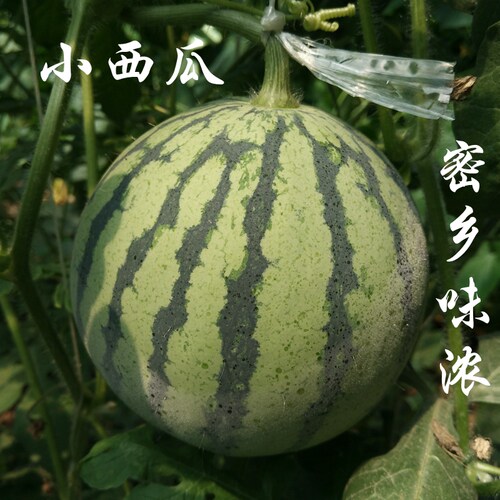 密云农家沙甜薄皮小西瓜 新鲜水果 甜脆爽口 宝宝孕妇水果 1.5斤