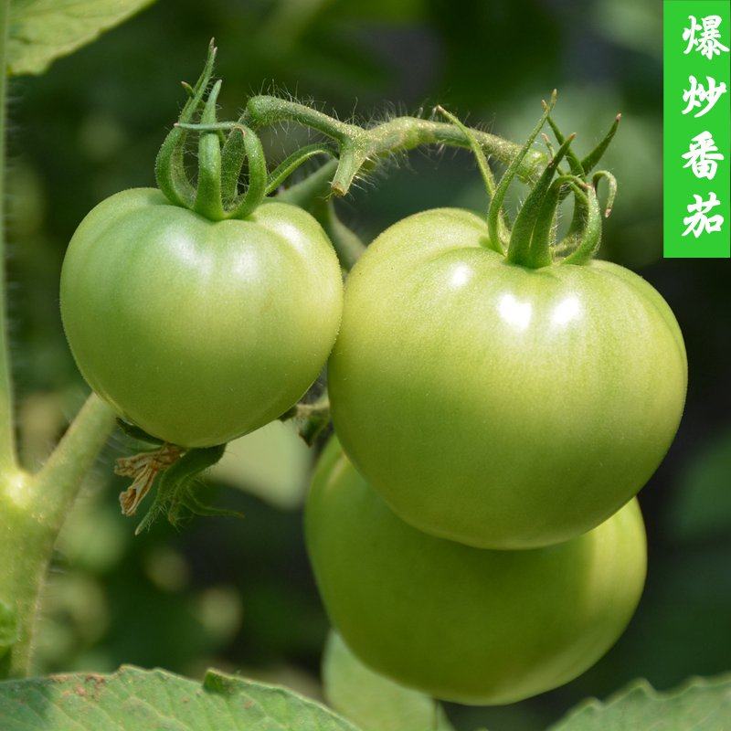 密云农家现摘现发新鲜青西红柿生长爆炒番茄孕妇儿童蔬菜500g